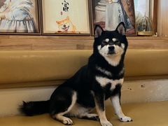 -柴の食堂·日式家庭料理·熊之肆(大学路店)
