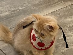 -楼上猫咖(罗湖店)