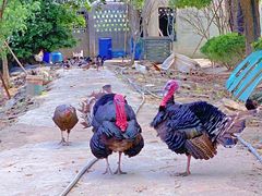 -不觉晓CAMPING(上海迪士尼营地店)