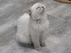 -楼上猫咖(罗湖店)