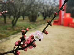 -香雪海