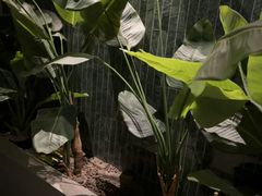 -涟LIAN·泰式按摩·MASSAGE·SPA(华强北店)