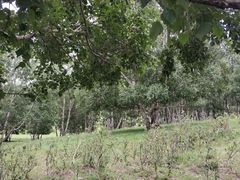 -乌兰布统草原