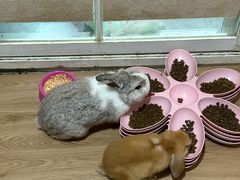 -楼上猫咖(罗湖店)