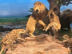 -国家自然博物馆