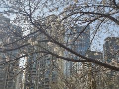 -西北湖绿化广场