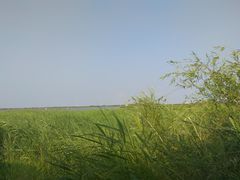 -呼兰河口湿地公园