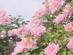 -曹州百花园