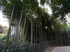 -树山生态村