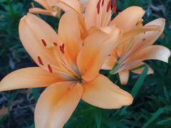 -长春公园(普阳街道)