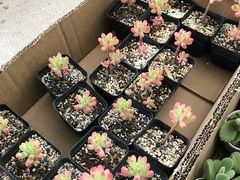 -龙大花卉苗木市场