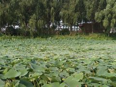 -白渔泡湿地公园