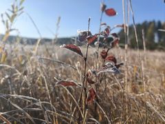 -塞罕坝国家级自然保护区