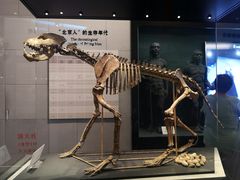 -北京周口店北京人遗址博物馆