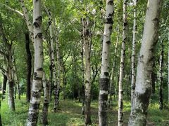 -长春市南湖公园