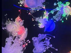 -海合安成都极地海洋公园