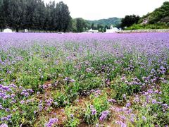 -紫海香堤香草艺术庄园