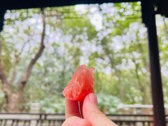 -上海佘山国家森林公园天马山园