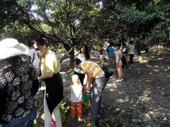 -从化深英荔枝黄皮龙眼采摘园