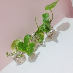 -德加芭蕾·舞蹈培训