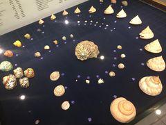 -青岛贝壳博物馆