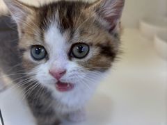 -小猫来了·猫舍(红山六九七九店)