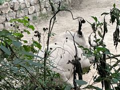 -普洱太阳河森林公园