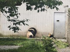 -卧龙中华大熊猫苑神树坪基地
