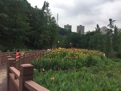 -重庆彩云湖湿地公园