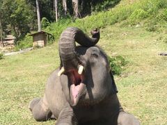 -Elephant Care & Grand Canyon Jumping