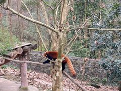 -都江堰中华大熊猫苑