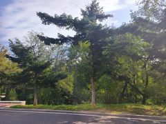 -棒棰岛宾馆景区