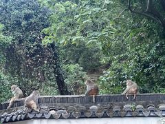 -苏州上方山国家森林公园