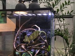 -上海大自然野生昆虫馆(东方明珠·爬宠昆虫探索中心)