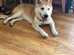 -柴犬高等学院·狗咖·柴犬售卖·宠物训练