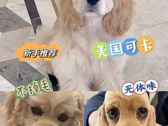 -萌宠之家·腊肠犬·马尔泰·小体犬舍