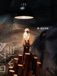 -Zoolung Zoolung动物主题公园(海信广场店)
