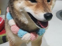 -柴务处·柴犬主题狗咖