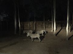 -清迈夜间动物园