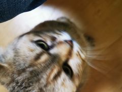 -Meowの猫咖(万家丽店)