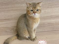-Umiao与猫咖啡 猫咖