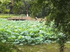 -龙头寺公园