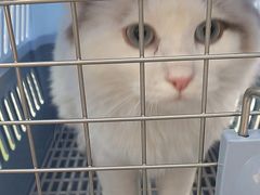 -瑞鹏宠物医院·骨外科·心肾科·肿瘤科(九亭店)
