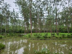 -合肥滨湖国家森林公园