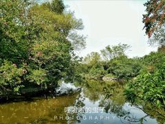 -南宁良凤江国家森林公园