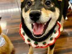 -豆柴町-柴犬主题狗咖(红鼎国际C座店)
