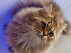 -柚子猫舍·精品猫舍购猫·猫咪认养·购宠·宠物店