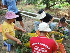 -从化深英荔枝黄皮龙眼采摘园