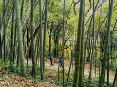 -西湖风景区十里琅珰-五云山