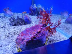 -秦皇岛新澳海底世界